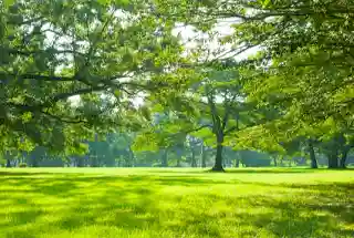 Landscape Garden at Chandak Highscape Launching Mount Chembur